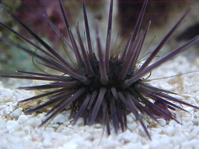 urchin2